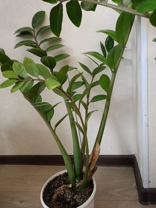 Үйдің гүлі сатылады