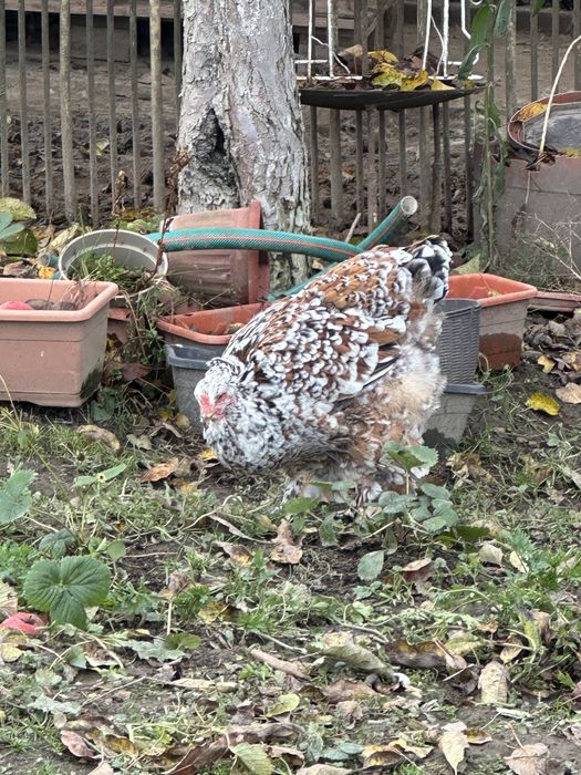 Oua pentru incubat brahma portelan