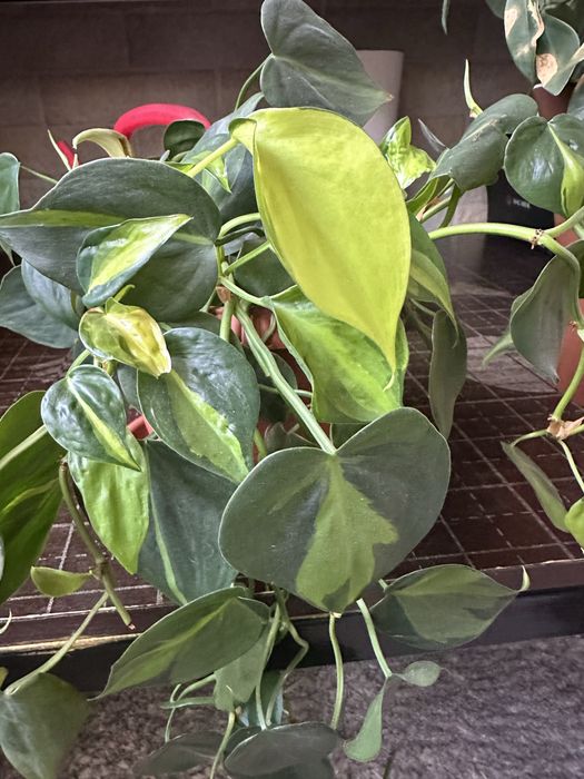 Продам комнатные растения