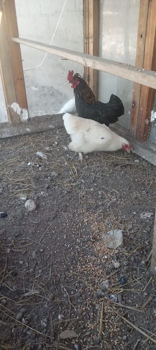 Тауықтар сатылады