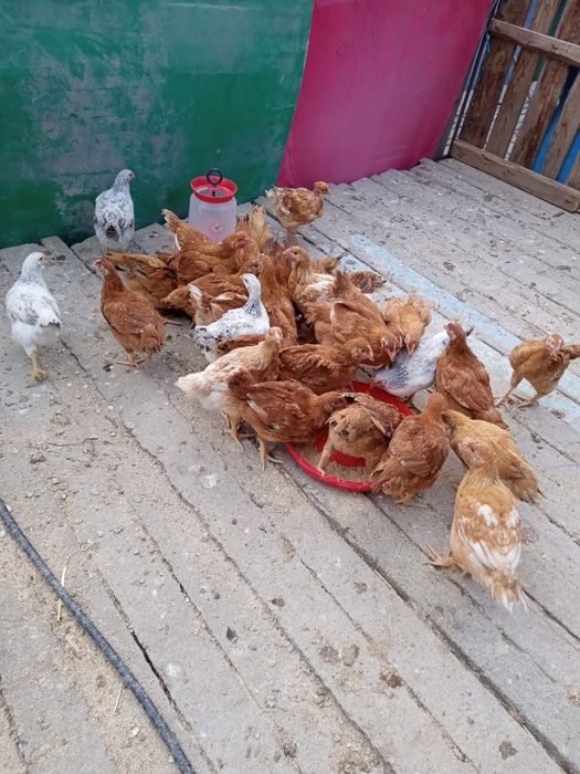 Pui De Carne & Pui Rasa Mixtă