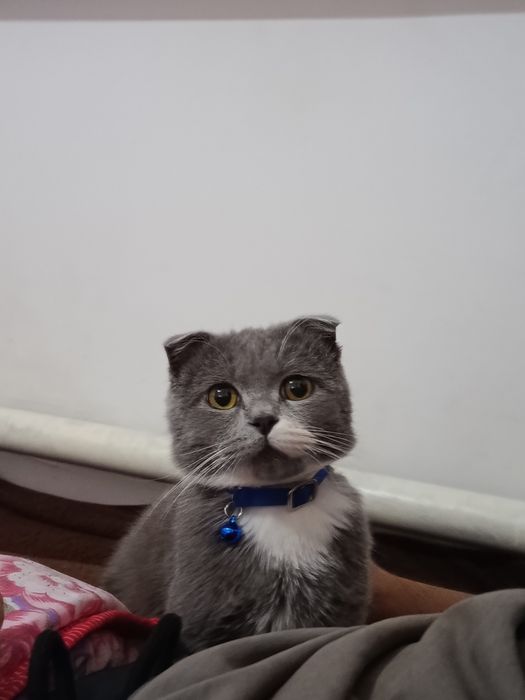 Mushukcha oʻgʻil bola