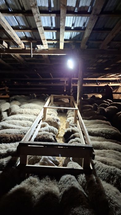 Агнета шилета  кочлета овце