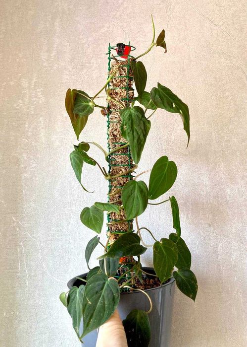 Бархатный филодендрон миканс на опоре