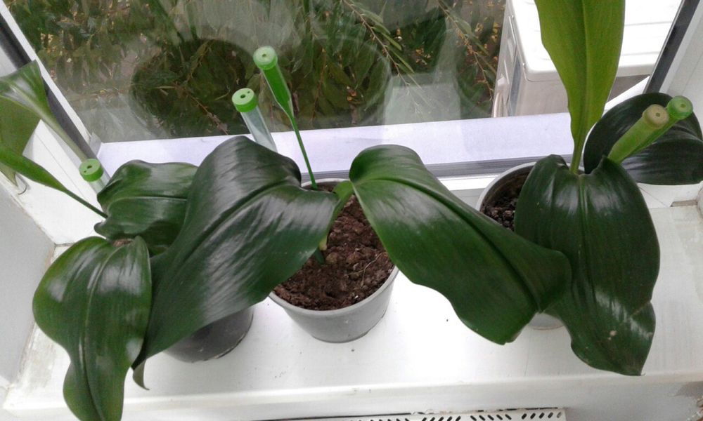 Цветы комнатные продаются