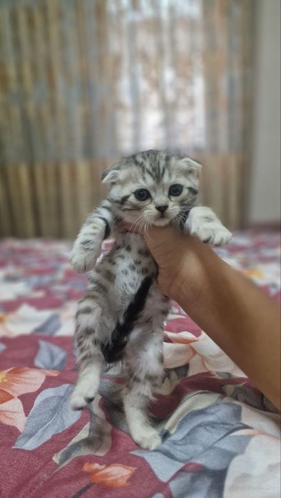 Продаются котята британские веслаухие