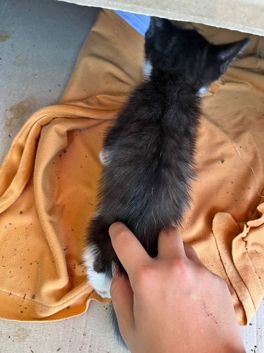 Ищем дом котятам