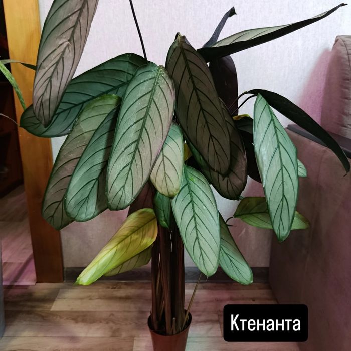 Продам комнатные цветы