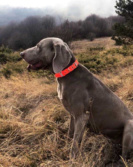 Каишка /за ловни кучета/- С ИМЕ И ТЕЛЕФОН