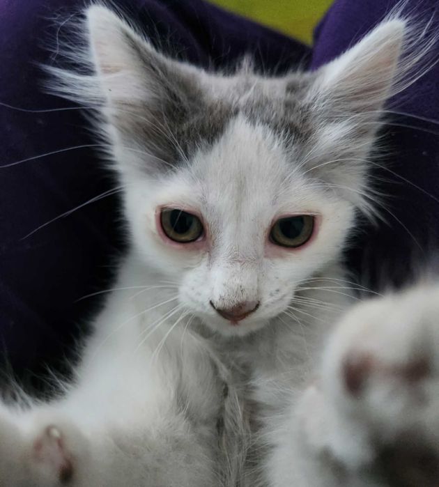 Отдам котенка-мальчика