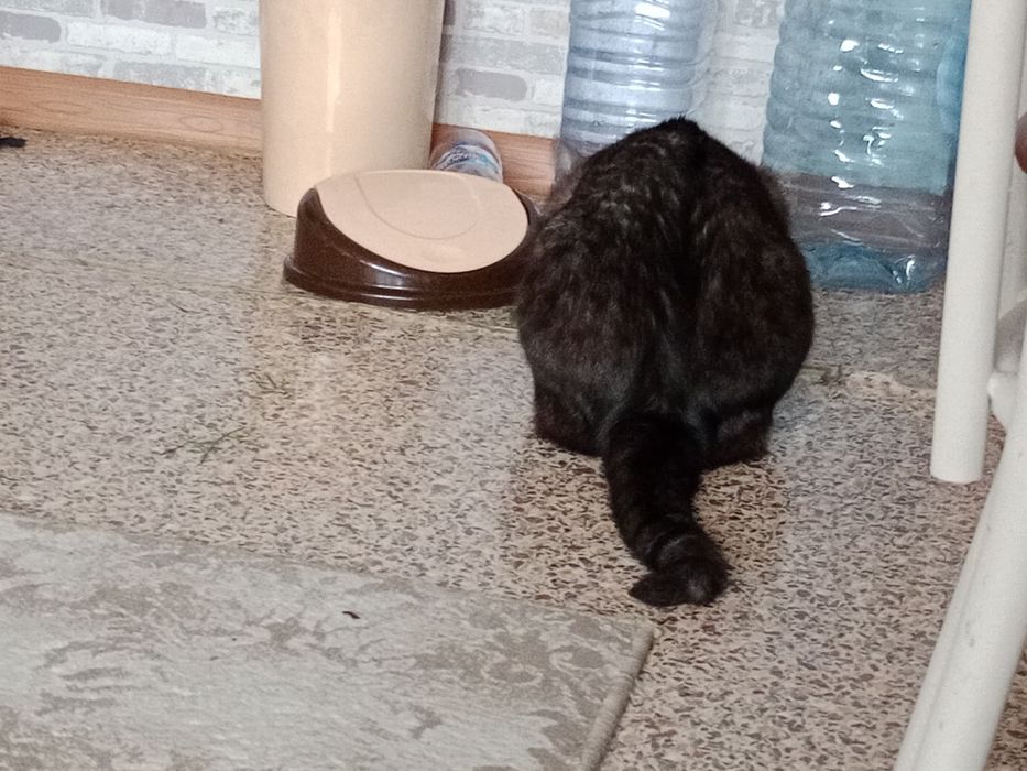 Отдам кота бесплатно