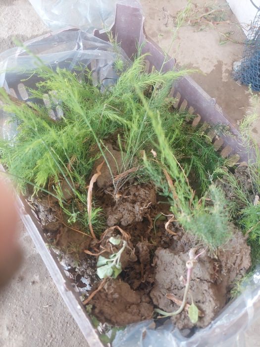 Продаю рассаду спаржи