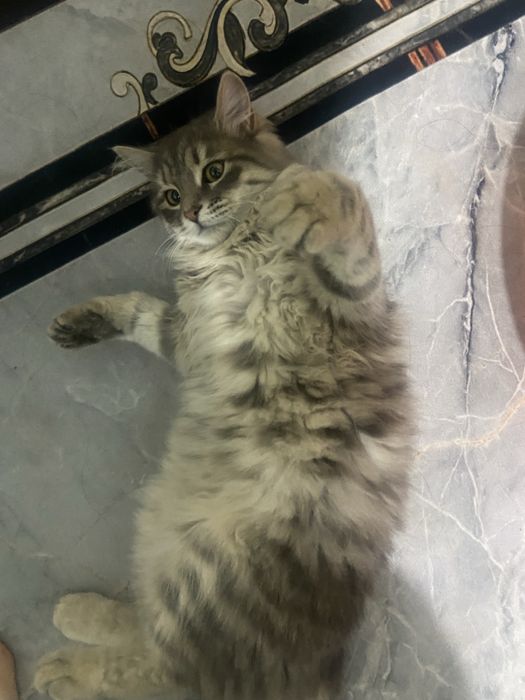бессплатно отдам кота, пишите в тг ar1dens