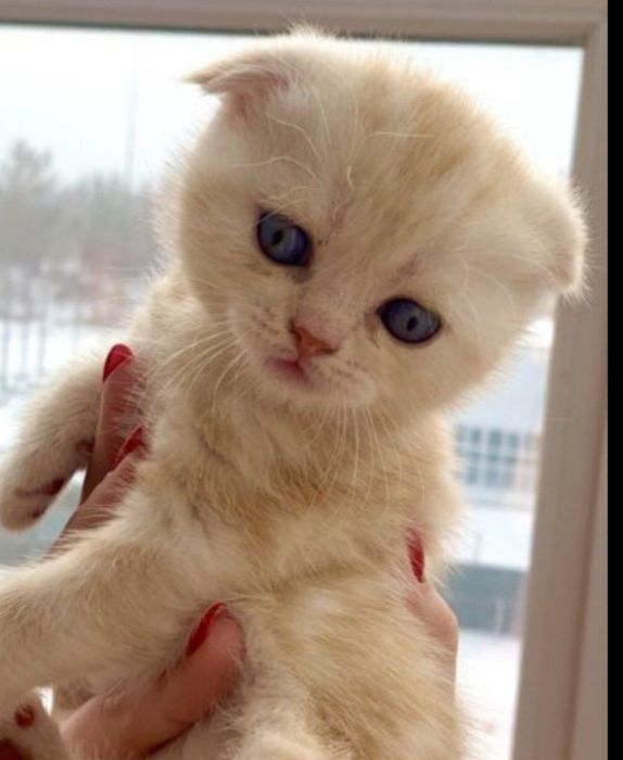 Британские котята готовы к продаже