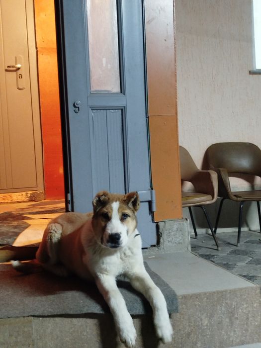 Продаю щенка Алабай 3 месяца