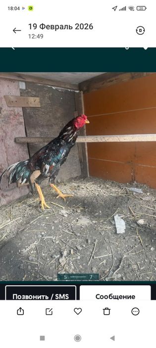 Дакан бойцовый петух