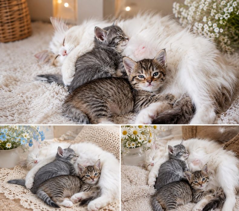 Отдам хороших котят.