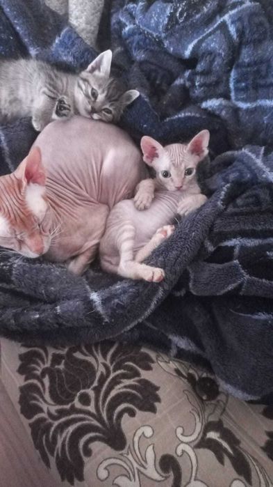 Донской сфинкс продам