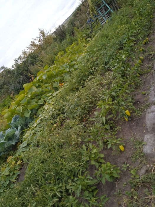 Продам дачу в обществе Ромашка