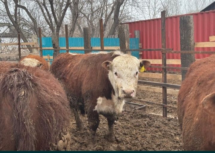 Продам бычков 750.000