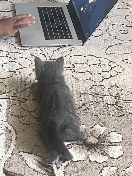 британский котик