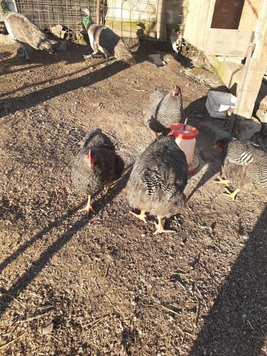 Vand pui de casa, pui si oua de Wyandotte, Plymouth Rock, Brahma