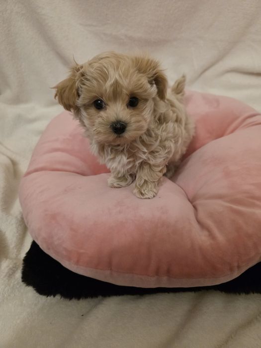 Pui Maltipoo Fetiță teacup