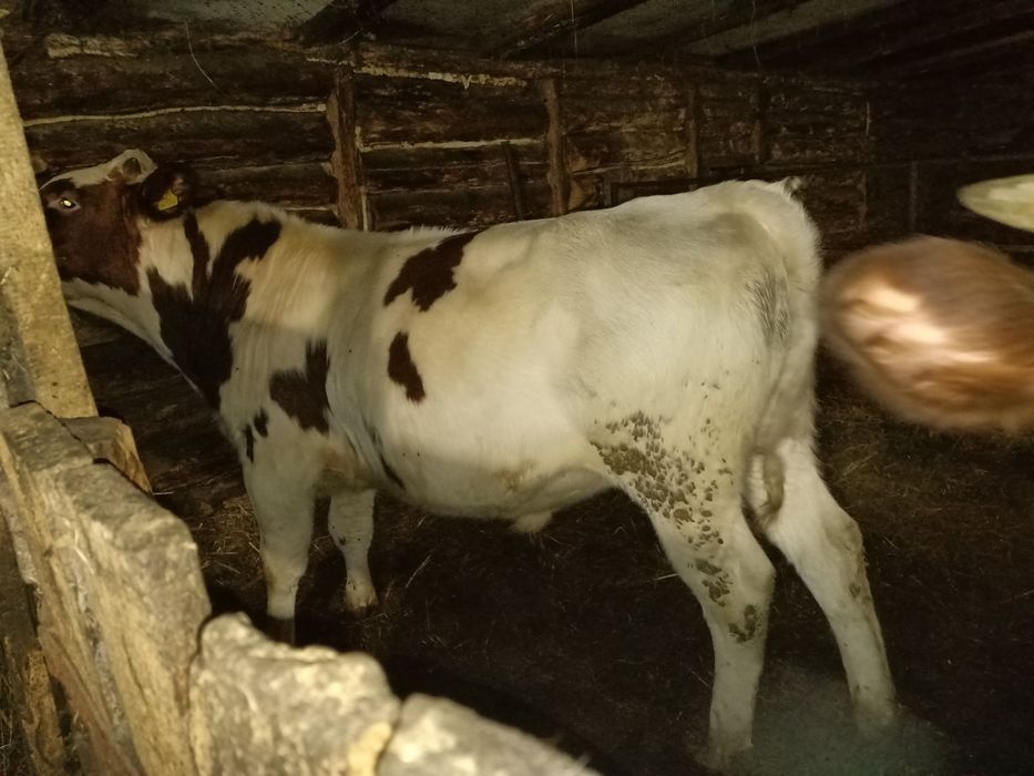 Продам подсосных