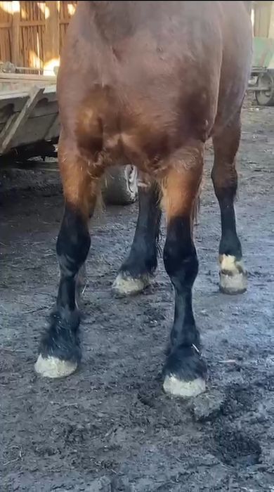 Manză de 3 ani de  vânzare învățată la ham.