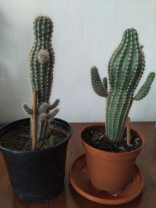 Мушкато, сакъз, сансевиера, дърво на живота, божи венец, дебела мара,