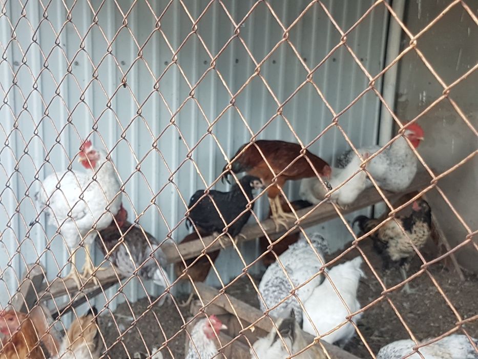 Продам подрощеных петушков