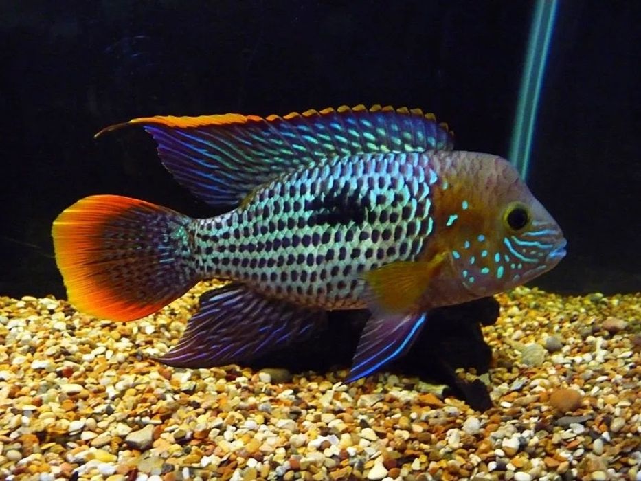 Акаариум баликлари Зоомагазин Кеша