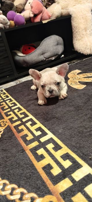 Bulldog francez transport gratuit
