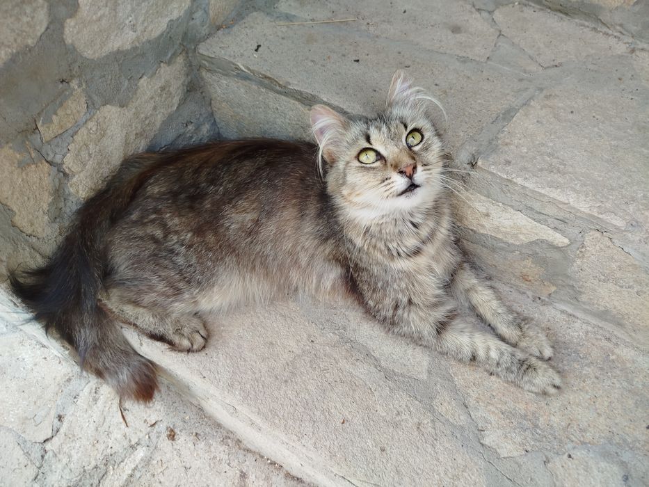 Разкошна котка търси любящ дом