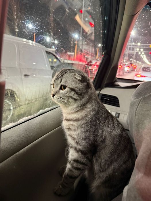 Котенок и родители. Породистые.