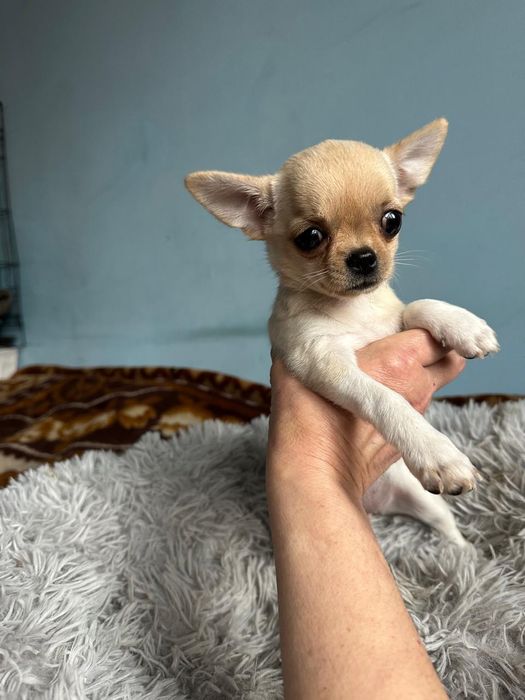 Продам щенка чихуахуа