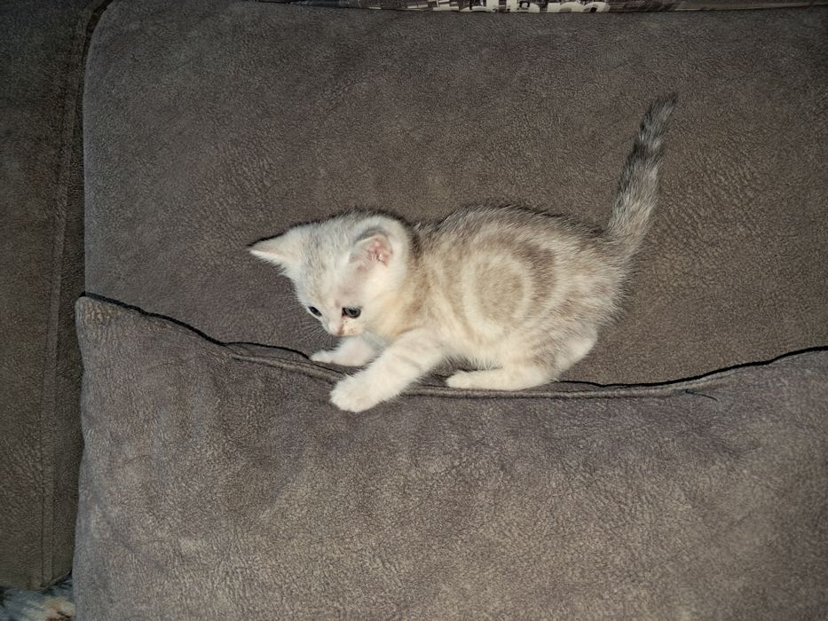 Котёнок.Страйт.Мальчик