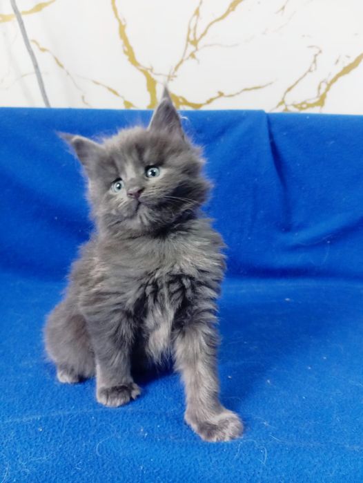 Мейн Кун котята питомник