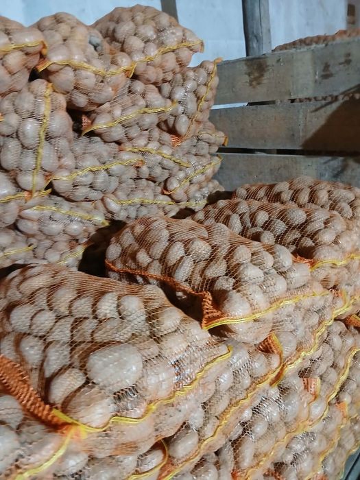 De vânzare cartofi agria