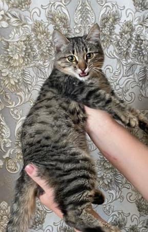 Кот 4 мес.в дорые руки