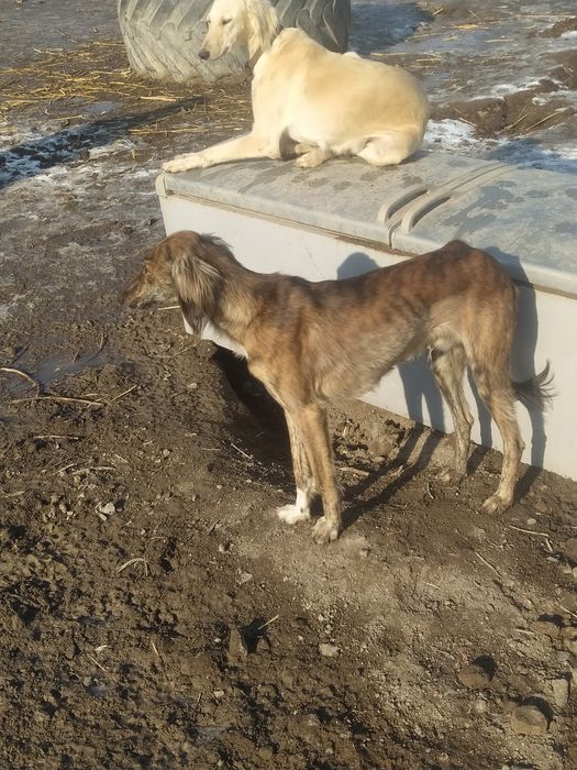 Продаются тазы .