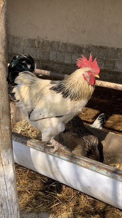 4 ta sogʻlom xoʻroz sotiladi