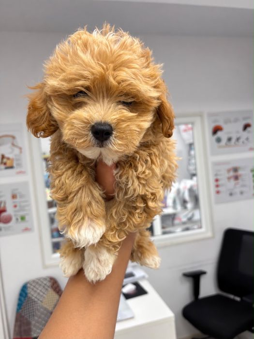 Maltipoo Pudel Mini Toy