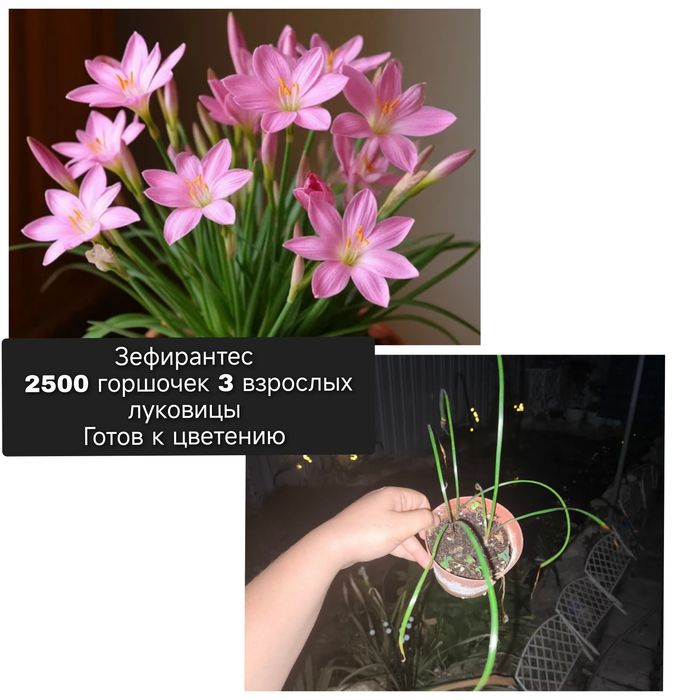 Бoльшой выбор комнатных растений.