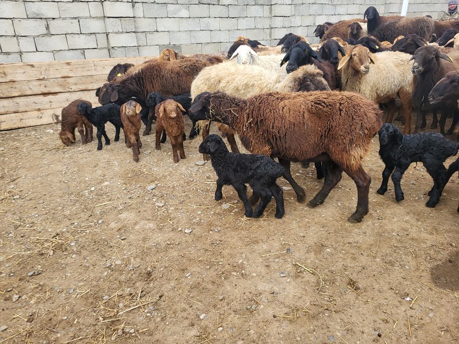 Козылы кой қозылы қой