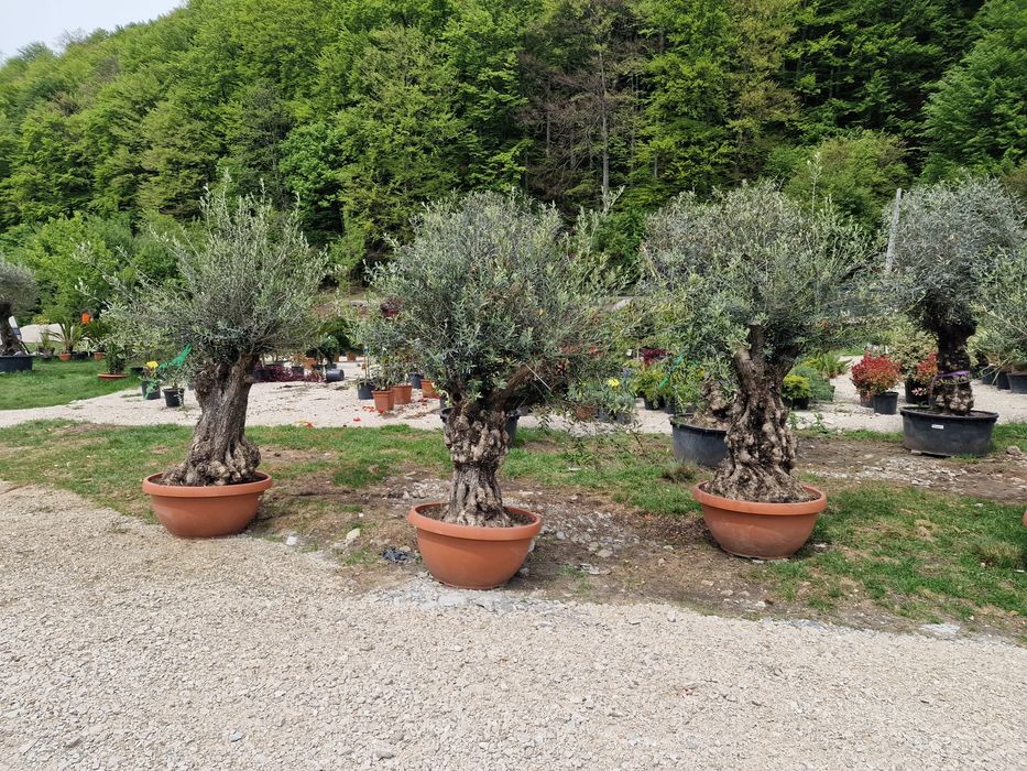 Vand maslin mai multe dimensiuni