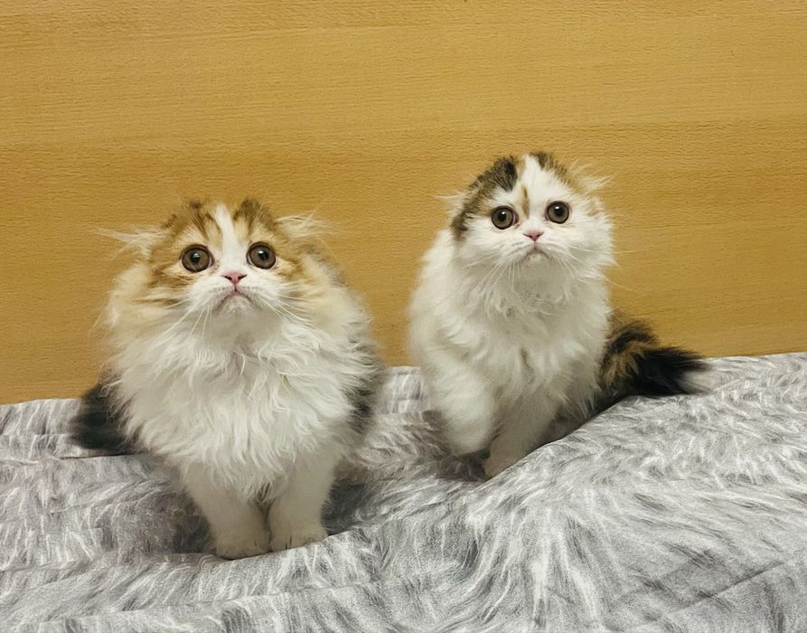 Шотландские девочки!