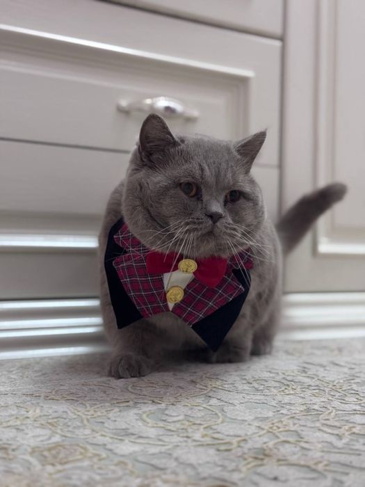 Вязка,Британский кот!!