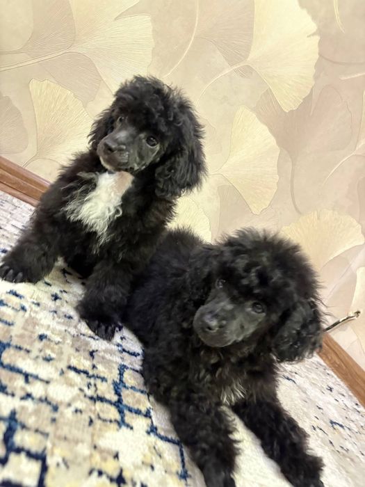 Готовиться к переезду в новый дом очаровательные девочки