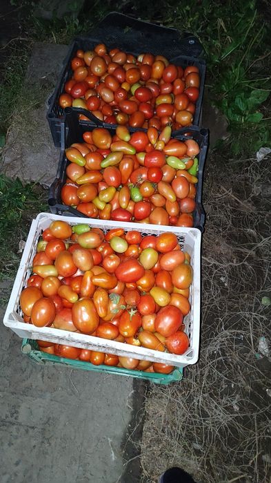 Продам помидоры  домашние